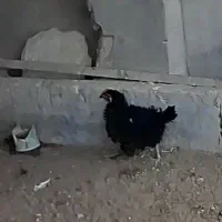 دوعدد مرغ فری تخم گذار