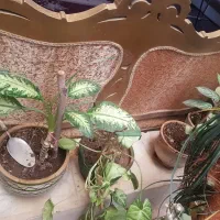 حراجی گل‌های خانگی بسیار زیبا و ارزان|گل و گیاه طبیعی|کرمانشاه, |دیوار