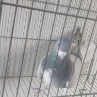 نرخرقه|پرنده|شاهین‌شهر, گزبرخوار|دیوار