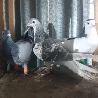 کبوتر ساده ،سبز|پرنده|مشهد, کارمندان دوم|دیوار