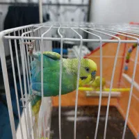 دو جفت مرغ عشق