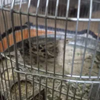 پرنده|پرنده|شیراز, شهرک گلستان|دیوار