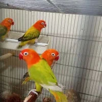 طوطی برزیلی یووینگ خالص