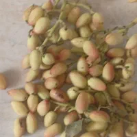 خرید پسته ی تازه (کال با خوشه )واجاره ی باغ پسته|خدمات باغبانی و درختکاری|قم, آزادگان|دیوار
