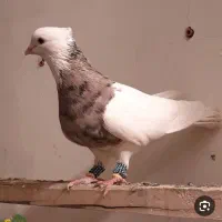 سه عدد کبوتر نر خاص