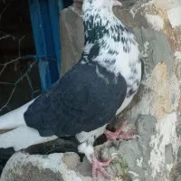 کفتر ماده پرشی