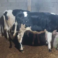 گاو وگوساله