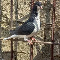 پلاکی شهری و رنگی|پرنده|کوهنجان, |دیوار