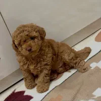 واگذاری سگ پودل