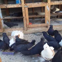 ۶جفت کبوترزاغ ابادانی اصل|پرنده|خمینیشهر, |دیوار