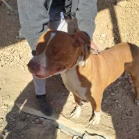 سگ بیت بول|سگ|مشهد, قائم|دیوار