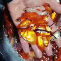 فروش عمده ماهی قرمز