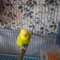 مرغ عشق و فنچ سهره خاکی|پرنده|قرچک, زیبا شهر|دیوار