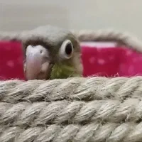 طوطی گرینیچک