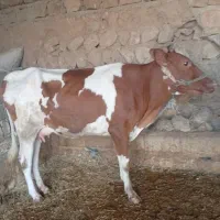 دوراس گاو با گوساله