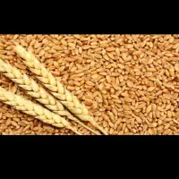 فروش کندم اوکراین