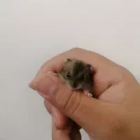 بچه همستر مینیاتوری کمپل