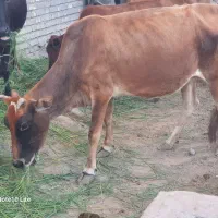 گاو|حیوانات مزرعه|کرخه, |دیوار