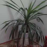 گل پاندانوس