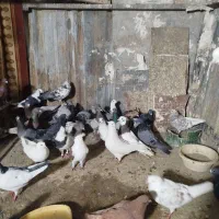 حدود۳۵عدد کفترتهرانی وشهرستانی وتهرانی بفروش میرسد|پرنده|بومهن, |دیوار