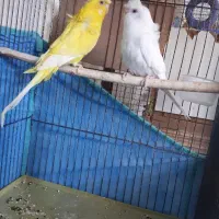 مرغ عشق پروانه ای|پرنده|میانه, |دیوار