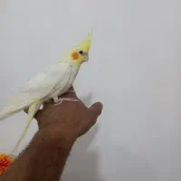 عروس هلندی رام رام ۴ماه