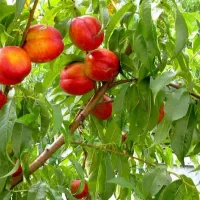 فروش نهال شلیل زعفرانی و ارقام دیگر شلیل ها