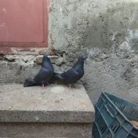 کبوتر ساعتی و عتیقه