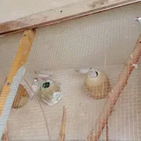 فنچ|پرنده|بوشهر, |دیوار