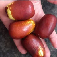 انواع درخت های خاص گلدانی