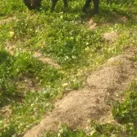 فروش ۲۰ عدد بز