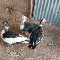 اردک‌نر‌‌وماده‌‌‌محلی‌وروسی‌موجوده|حیوانات مزرعه|گوآور, |دیوار