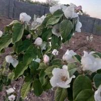 فروش باغ ویلا|فروش خانه و ویلا|بسطام, |دیوار