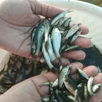 فروش بچه ماهی خوراکی