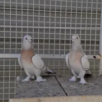 کفتر جفتی|پرنده|شیراز, شهرک گلستان|دیوار