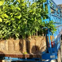 نهال مرکبات شمشاد رز