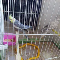 پرنده|حراج|مهران (ایلام), |دیوار