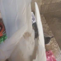 کبوتر طوقی وقفس|پرنده|برخوار, |دیوار