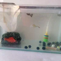 آکواریوم و ماهی