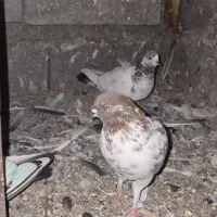 ایرانی پرشی|پرنده|میناب, |دیوار