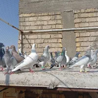 کبوتر|پرنده|شیراز, کرونی(خاتونک)|دیوار