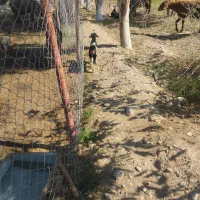 بزغاله|حیوانات مزرعه|اندیمشک, |دیوار