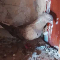 قهوه ای دم سفید