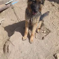سگ ژرمن