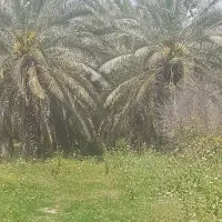 فروش درخت نخل خاصویی درجه یک