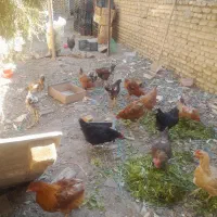 تعدادی خروس به فروش میرسد خروسها 8ماهه هستند|حیوانات مزرعه|بومهن, |دیوار