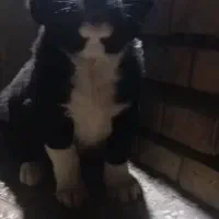 خراسانی افغان آلابای ترکمن سه تومن