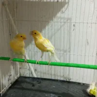 قناری و عروس هلندی