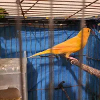 عروس سهره برزیلی قناری گلدین مینا|پرنده|فردیس, سپید دشت|دیوار