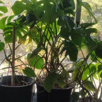 گل گیاه طبیعی انجیری پتوس